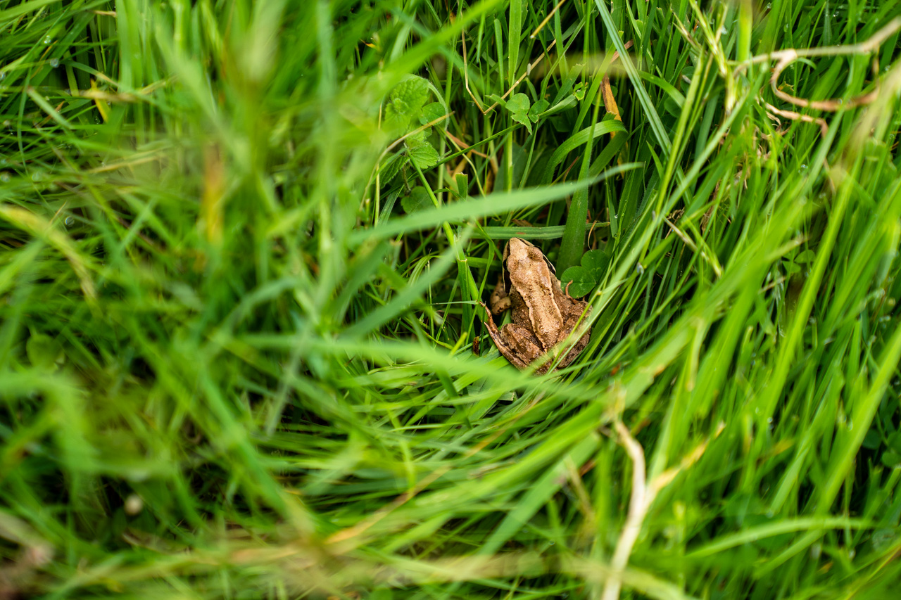 A frog in a bunch of grass