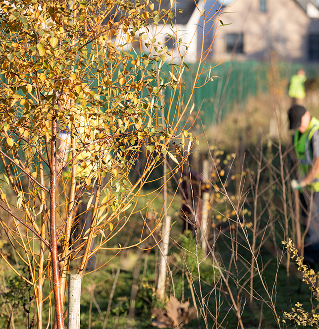 Tree Planting