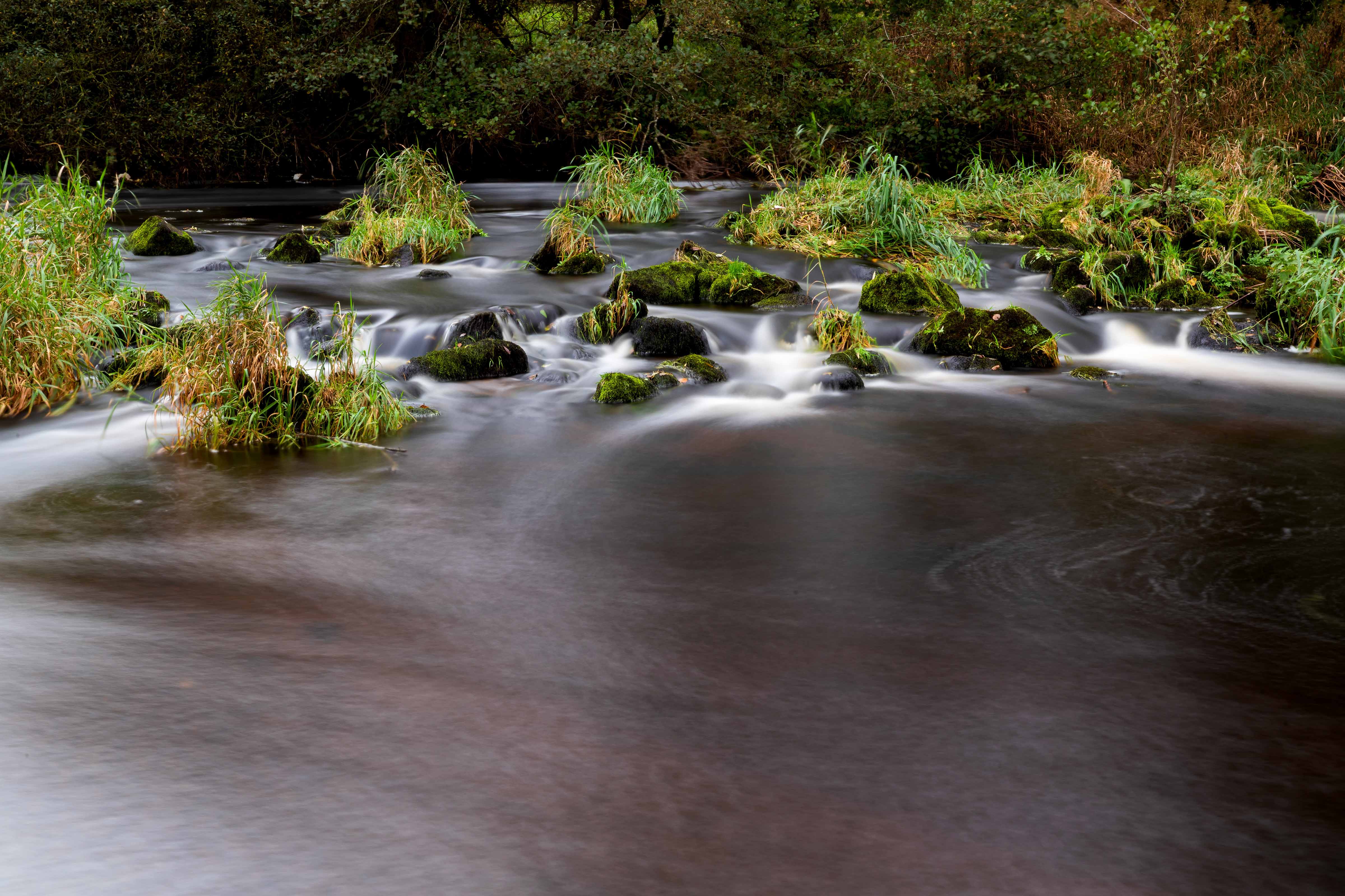 A river flowing around mossy rocks and grassy reed beds in a wooded area.