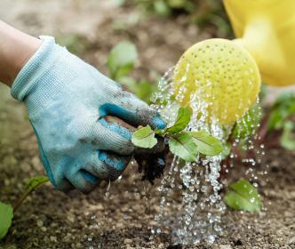 A person watering plants